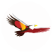 Anheuser Busch InBev Interview Online Videos
