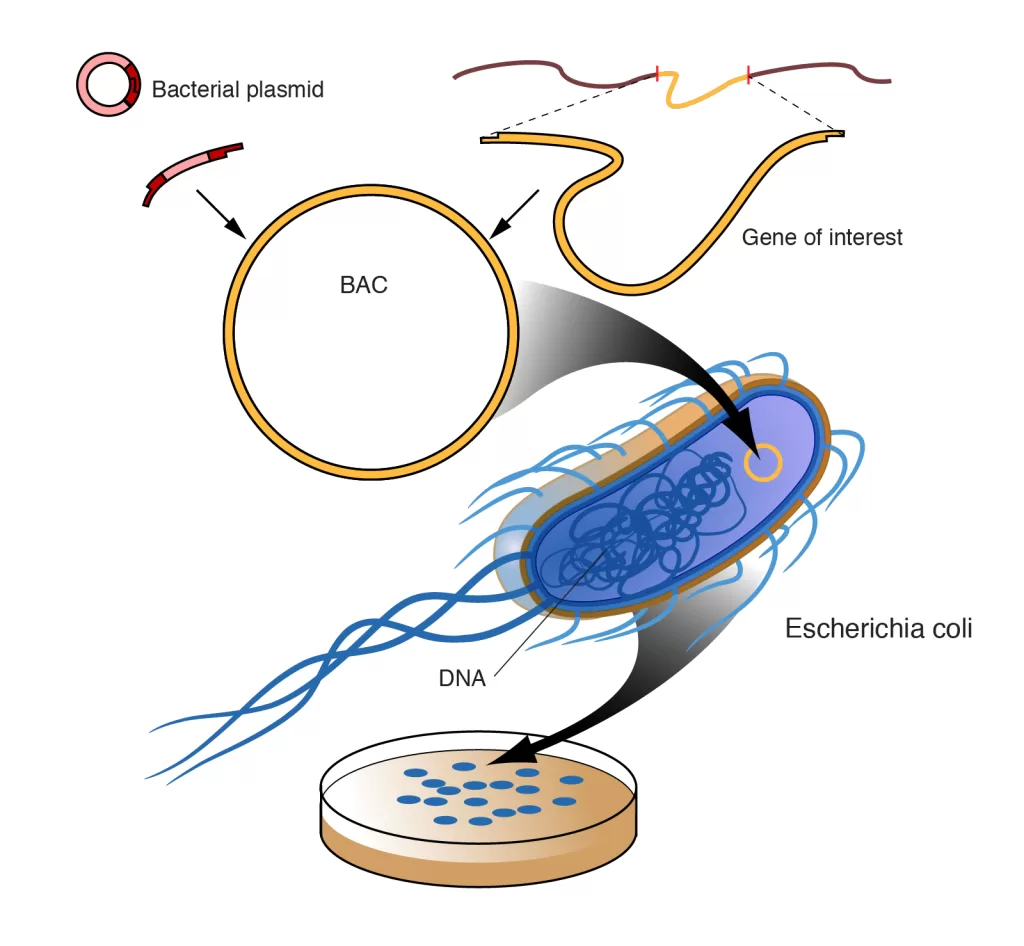 bacterial artificial chromosomes